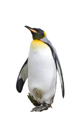 Printed roller blinds Penguin penguin