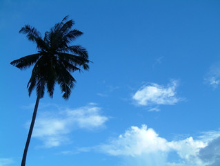 palm in sky