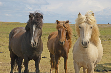 Obraz na płótnie Canvas Icelandic horses, Iceland