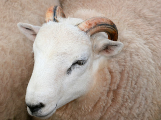 the horned sheep