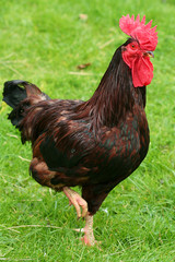 rhode island red cockeral