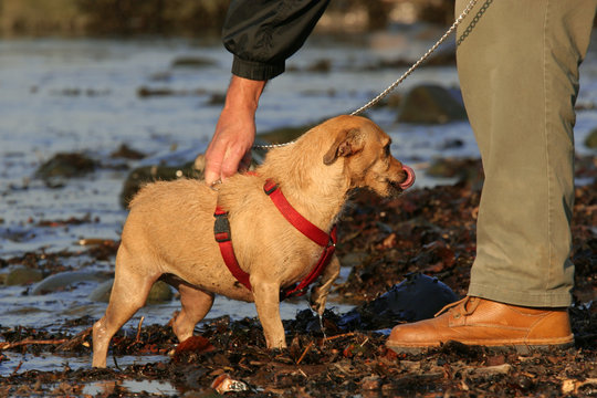 A Man And His Dog