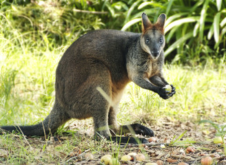 kangaroo eating apples