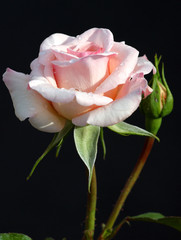 Fototapeta na wymiar rose pearl obfitości