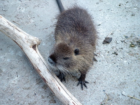 biberratte