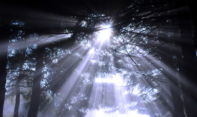 sumbeams in forest