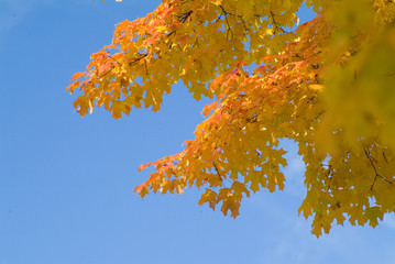 yellow and orange leaves against blue sky