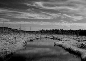 deserted forest