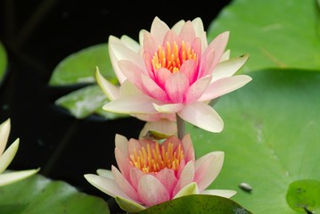 pink water lilly