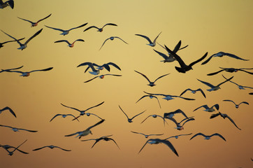 seagulls and sunrise