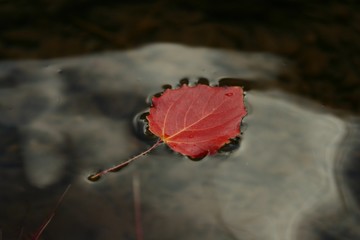 hoja de chopo sobre el agua