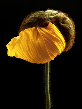 pavot jaune