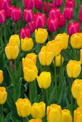 yellow tulips w pink tulips in background