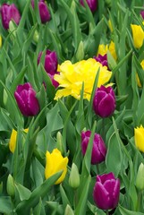 yellow and purple tulips