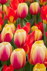 colorful multi-colored tulips