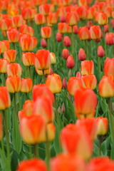 orange and yellow tulips