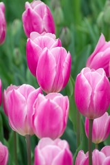 Fototapeta premium purple and white tulips