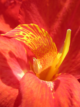lilly stemen in orange