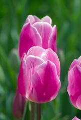 purple and white tulip