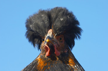 hen portrait #1