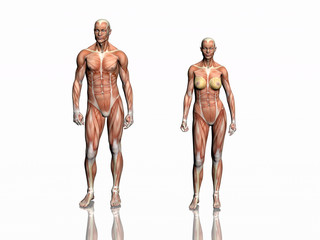 anatomy of man and woman. - obrazy, fototapety, plakaty