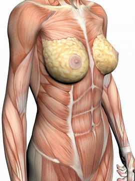 anatomy of a woman.