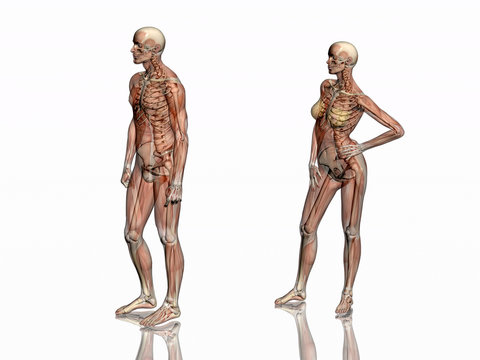 anatomy, transparant muscles with skeleton.