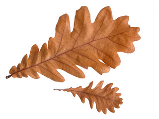 oak leaves