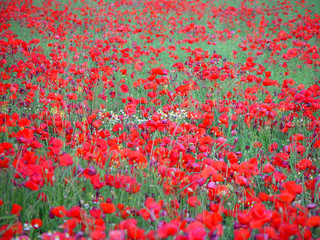 champ de coquelicots