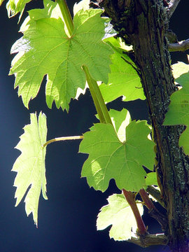 feuilles de vigne