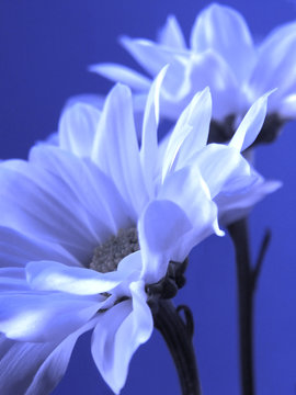 Fototapeta blue flower