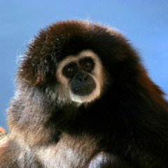gibbon