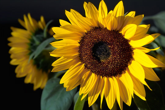 glowing sunflower