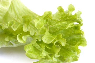 lettuce