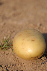 pomme de terre