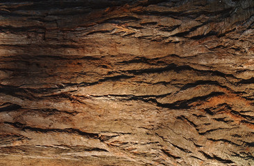 texture séquoia