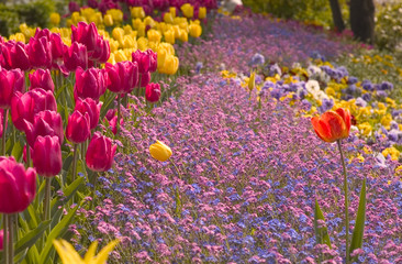 tulipes