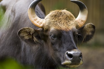 bull
