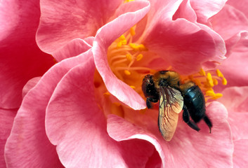 bee in camellia
