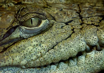 Selbstklebende Fototapete Krokodil Krokodil