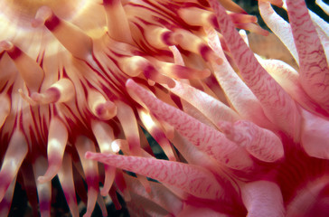 two anemones