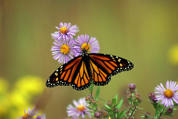 monarch butterfly 1