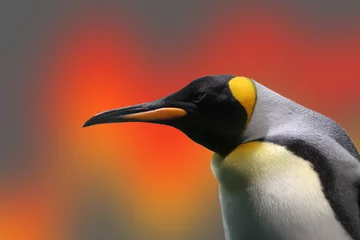 Crédence de cuisine en verre imprimé Pingouin manchot