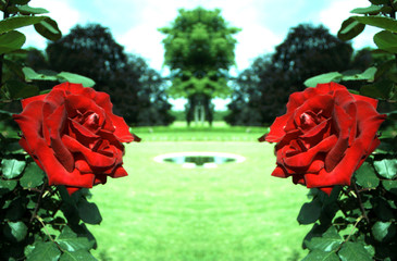 les roses rouges