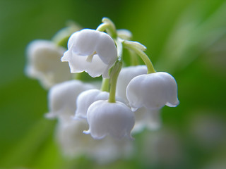 lily of the valley - 131272