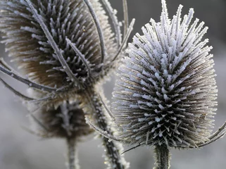 Aluminium Prints Dandelions and water thistle with ice