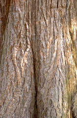 arbre  et texture