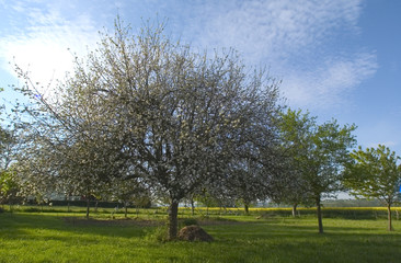 pommier