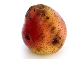 expired fruit