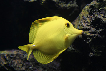 yellow fish